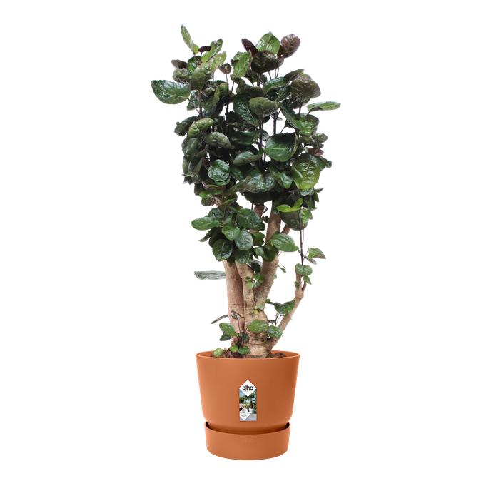 greenville rond 47cm marron glacé